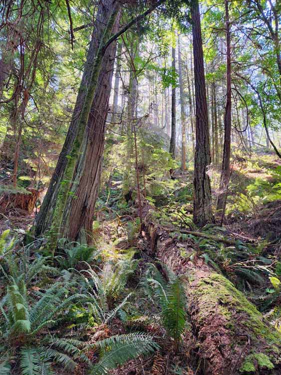 hiking trail